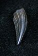 Unidentified Dinosaur (Saurornithoides?) Tooth #1365-1